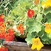 Nasturtium Climbing Mix 